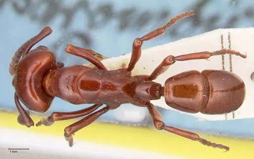 Plectroctena minor - FOCOL1017