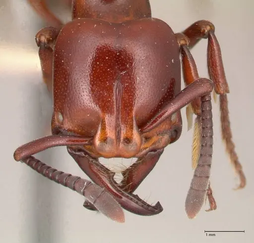 Plectroctena minor - FOCOL1017