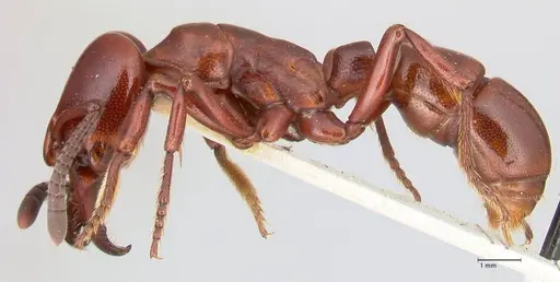 Plectroctena minor - FOCOL1017