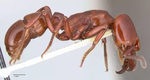 Plectroctena minor - FOCOL1017