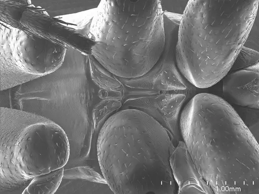 Plectroctena strigosa specimen