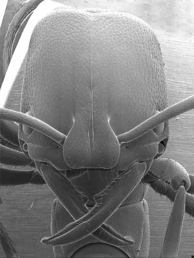 Plectroctena strigosa specimen