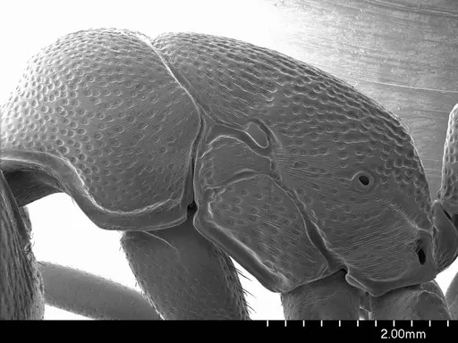 Plectroctena strigosa specimen