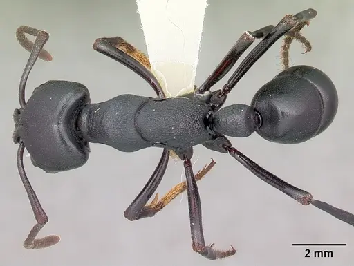 Plectroctena strigosa - CASENT0102982