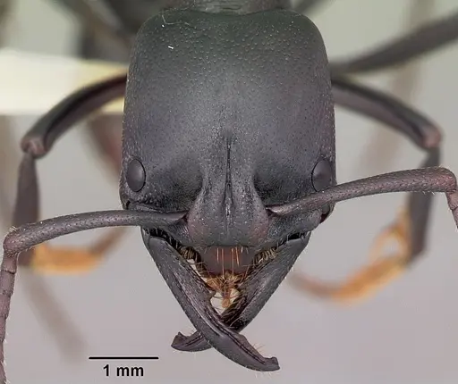 Plectroctena strigosa - CASENT0102982