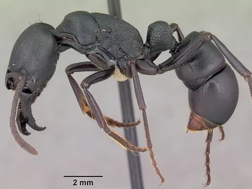 Plectroctena strigosa - CASENT0102982