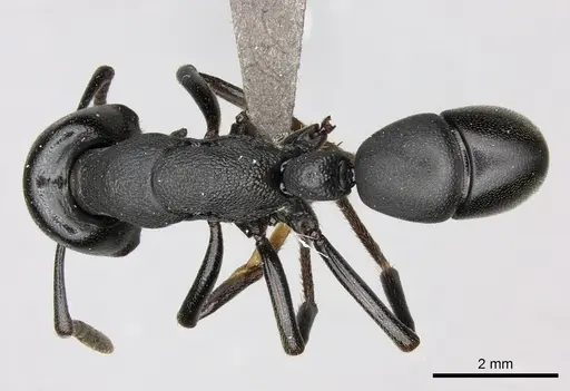 Plectroctena strigosa - CASENT0235672