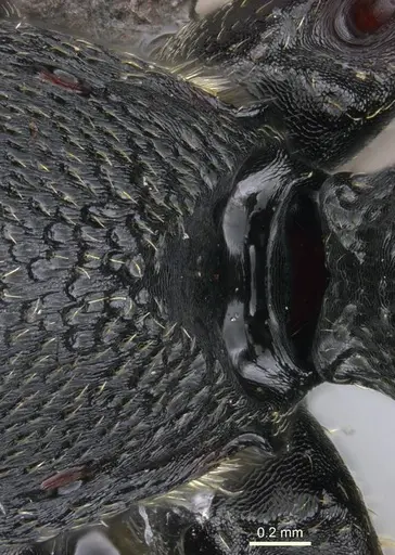 Plectroctena strigosa - CASENT0235672