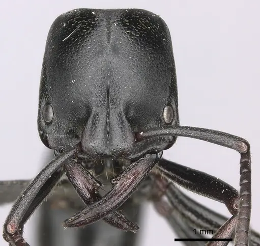 Plectroctena strigosa - CASENT0235672