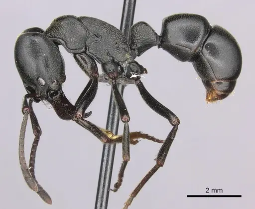 Plectroctena strigosa - CASENT0235672