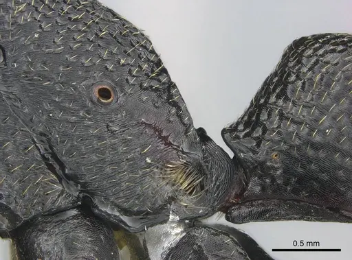 Plectroctena strigosa - CASENT0235672