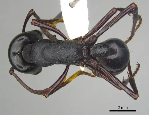 Plectroctena strigosa - CASENT0249218