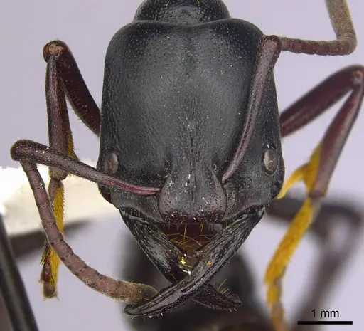 Plectroctena strigosa - CASENT0249218