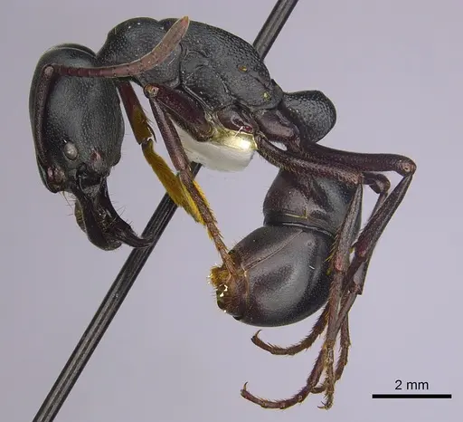 Plectroctena strigosa - CASENT0249218