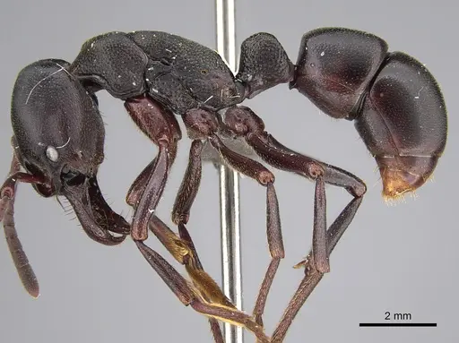 Plectroctena strigosa - CASENT0250580