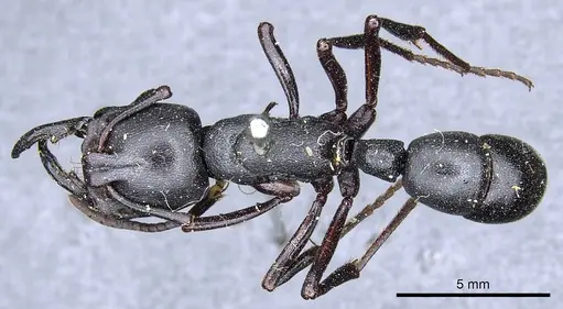 Plectroctena strigosa - CASENT0903928