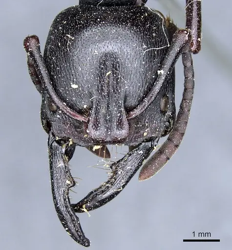 Plectroctena strigosa - CASENT0903928