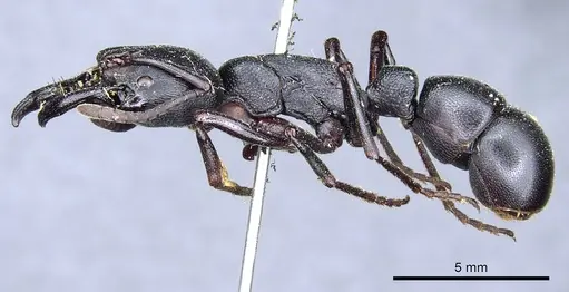 Plectroctena strigosa - CASENT0903928