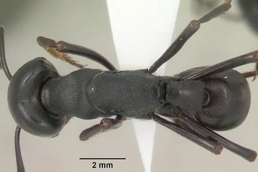 Plectroctena strigosa - SAM-HYM-C009585A