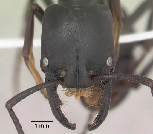 Plectroctena strigosa - SAM-HYM-C009585A