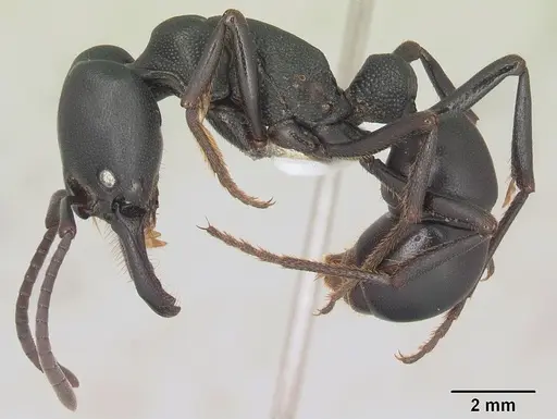 Plectroctena strigosa - SAM-HYM-C009585A