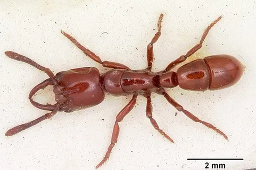 Plectroctena subterranea specimen