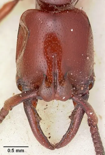 Plectroctena subterranea specimen