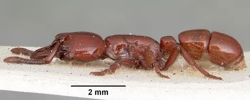 Plectroctena subterranea specimen