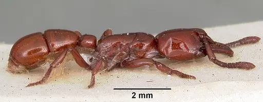 Plectroctena subterranea - CASENT0102946