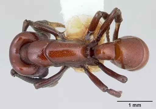 Plectroctena subterranea - CASENT0178265