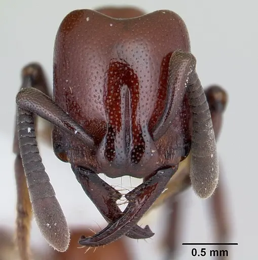 Plectroctena subterranea - CASENT0178265