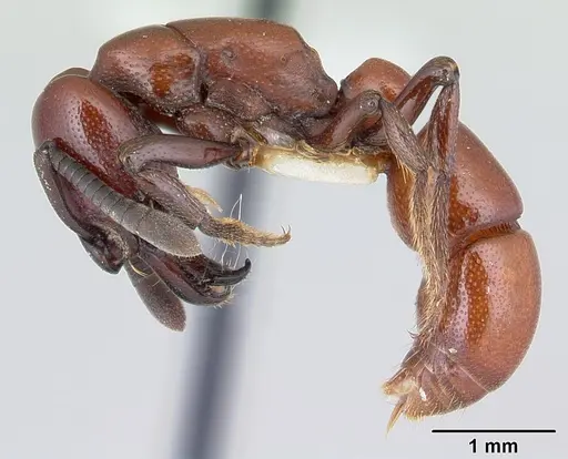 Plectroctena subterranea - CASENT0178265