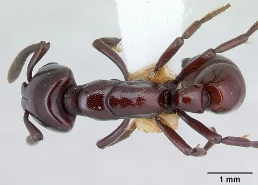 Plectroctena subterranea - CASENT0178266