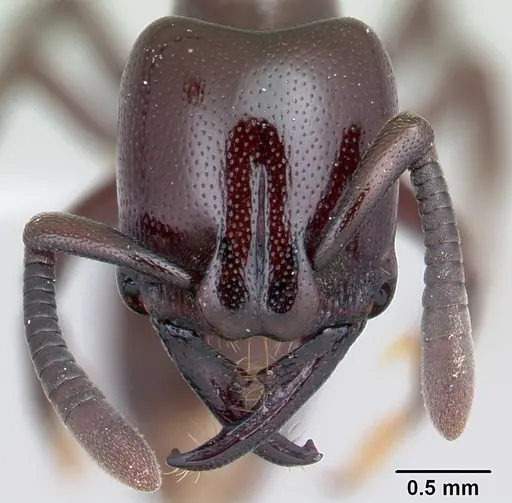 Plectroctena subterranea - CASENT0178266