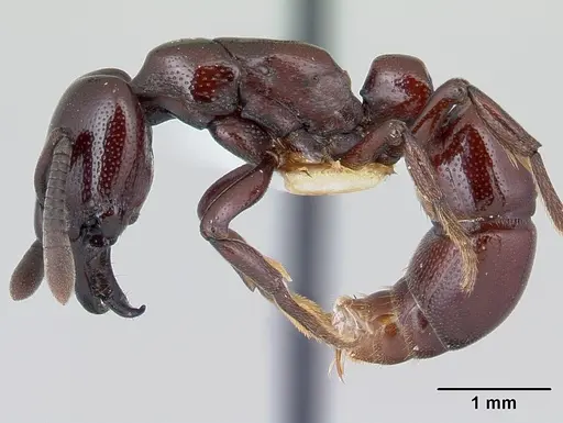 Plectroctena subterranea - CASENT0178266