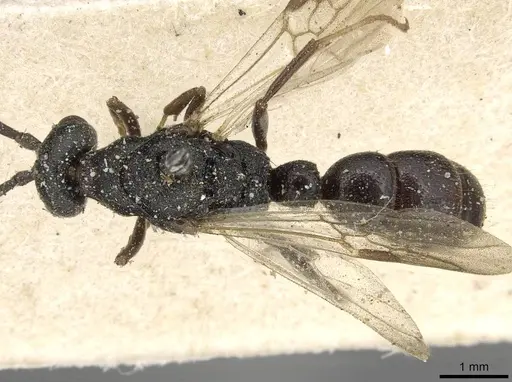 Plectroctena subterranea - CASENT0915293