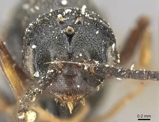 Plectroctena subterranea - CASENT0915293