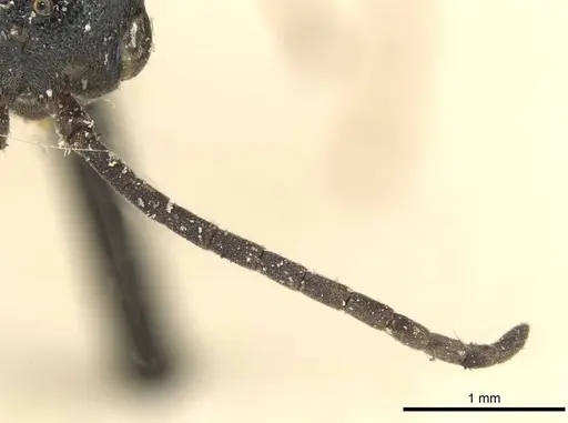 Plectroctena subterranea - CASENT0915293