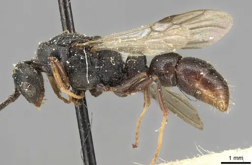 Plectroctena subterranea - CASENT0915293