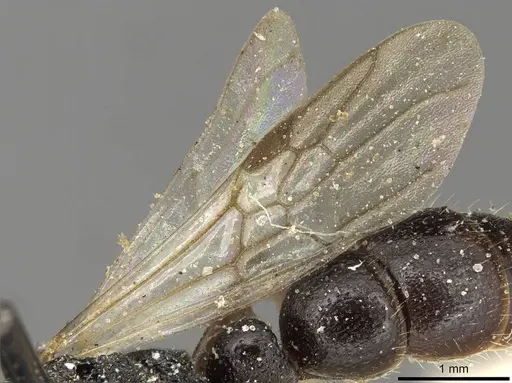 Plectroctena subterranea - CASENT0915293