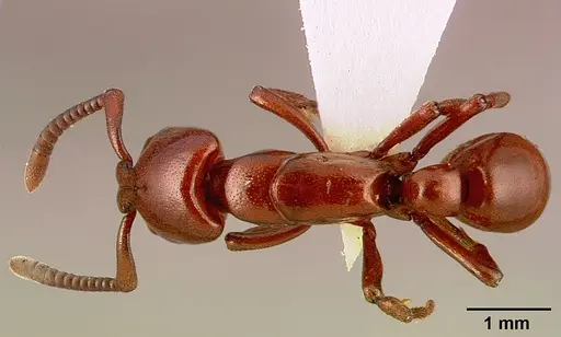 Plectroctena subterranea - SAM-HYM-C000908