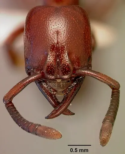 Plectroctena subterranea - SAM-HYM-C000908