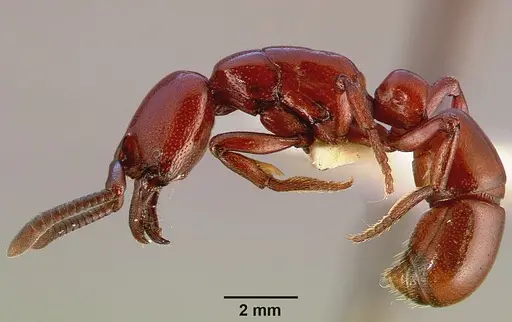 Plectroctena subterranea - SAM-HYM-C000908