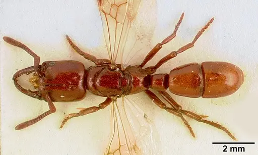 Plectroctena subterranea - SAM-HYM-C002429