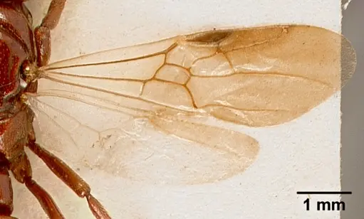 Plectroctena subterranea - SAM-HYM-C002429