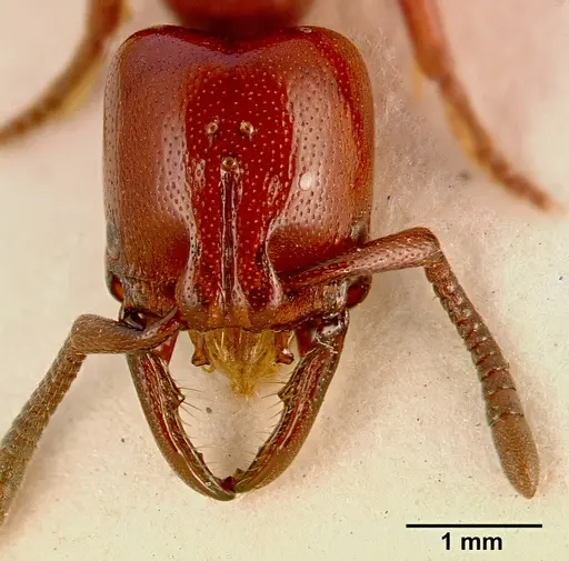 Plectroctena subterranea - SAM-HYM-C002429