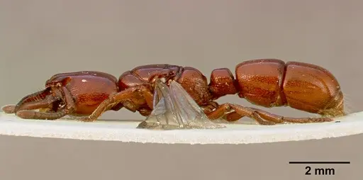 Plectroctena subterranea - SAM-HYM-C002429