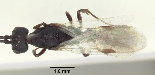 Plectroctena subterranea - SAM-HYM-C008855A