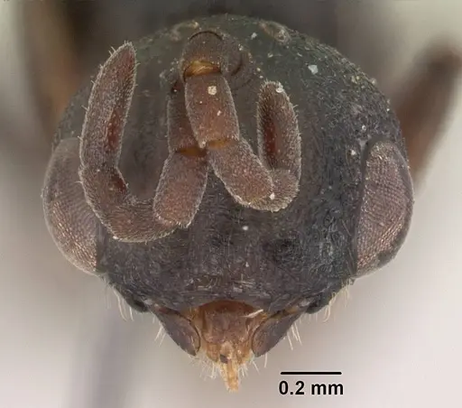 Plectroctena subterranea - SAM-HYM-C008855A