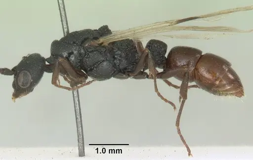 Plectroctena subterranea - SAM-HYM-C008855A